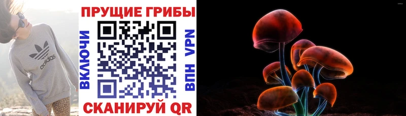 где купить наркотик  Лабинск  Псилоцибиновые грибы Psilocybine cubensis 